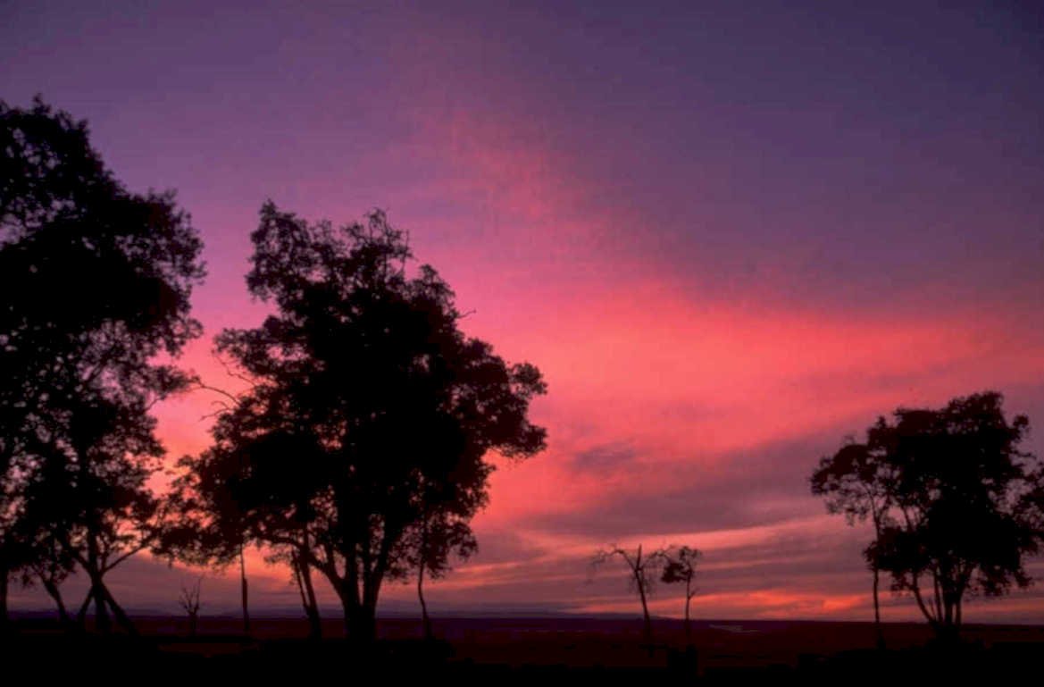 sunset silhouette trees 1980s 1990s A4 Photo Print 42