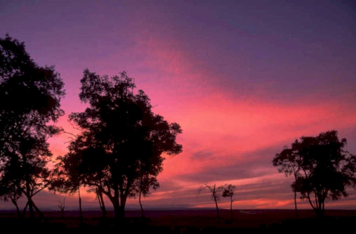 sunset silhouette trees 1980s 1990s A4 Photo Print