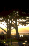 sunset tree coast 1980s 1990s A4 Photo Print