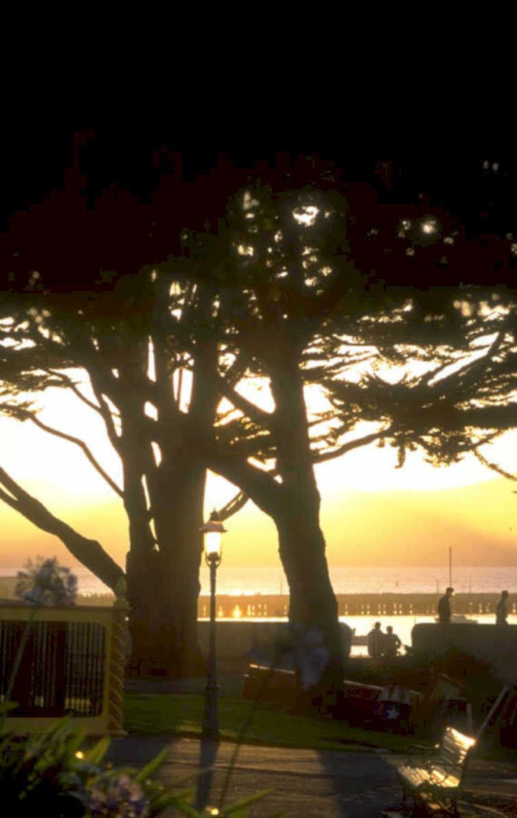 sunset tree coast 1980s 1990s A4 Photo Print
