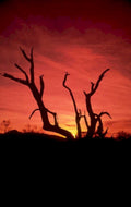 sunset trees redsky 1 1980s 1990s A4 Photo Print