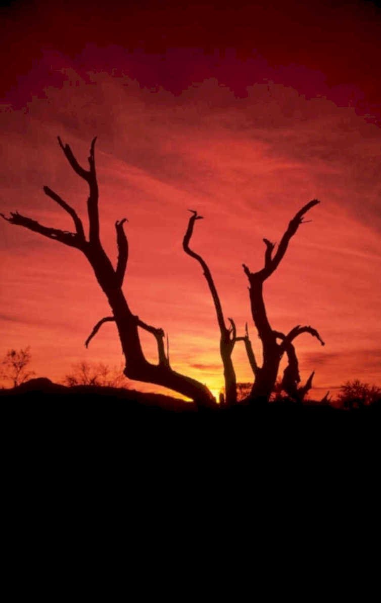 sunset trees redsky 1 1980s 1990s A4 Photo Print
