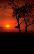 sunset trees redsky 2 1980s 1990s A4 Photo Print