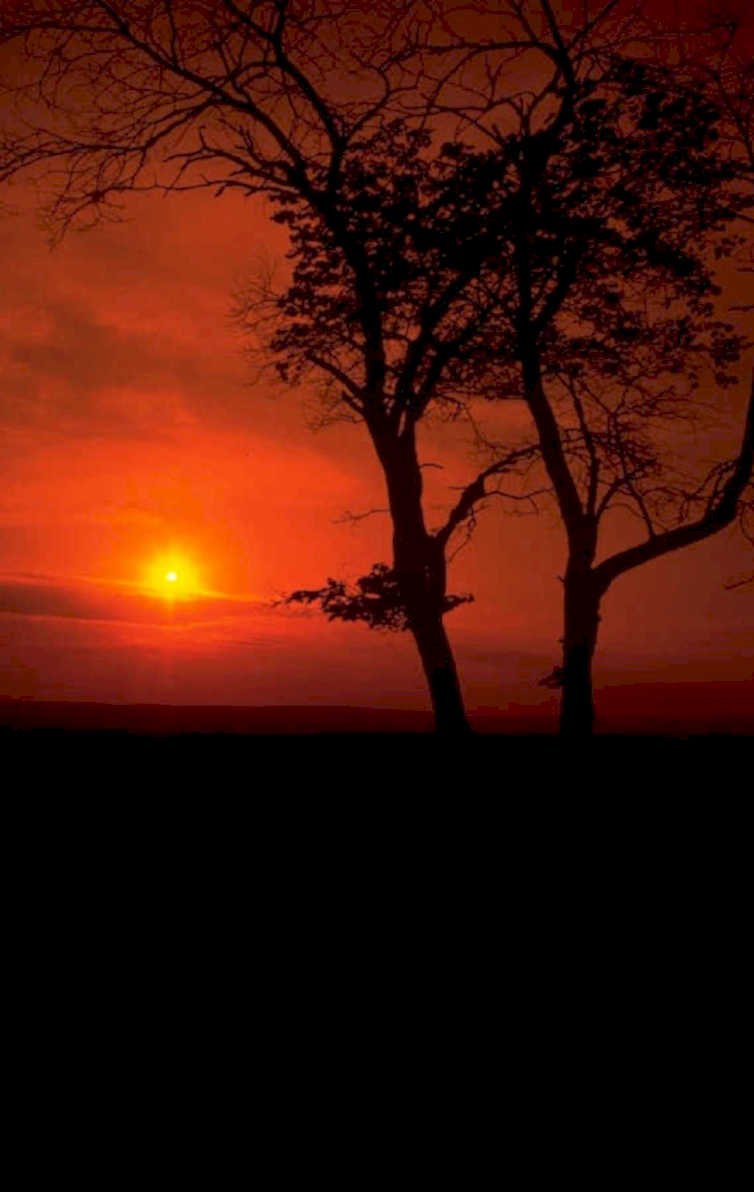 sunset trees redsky 2 1980s 1990s A4 Photo Print
