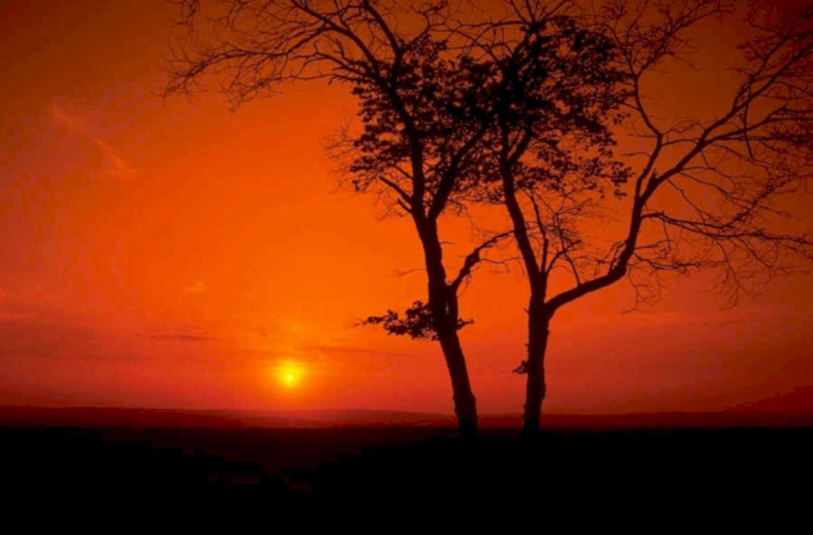 sunset trees silhouette 1980s 1990s A4 Photo Print