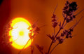 sunset wildflowers goldenhour Vintage A4 Photo Print