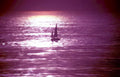 sunsetsail purpletone 2024 GIGA 2