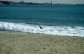 surf beach wave Vintage A4 Photo Print