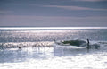 surf ocean waves Vintage A4 Photo Print
