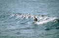 surf wave ocean 2 Vintage A4 Photo Print