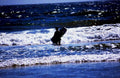 surf wave ocean1980s 1990s A4 Photo Print 42