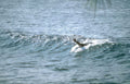 surf wave scene Vintage A4 Photo Print