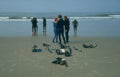 surfing pacific beach Vintage A4 Photo Print