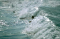 surfing wave rider Vintage A4 Photo Print