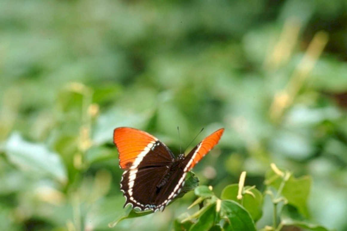 swallowtail butterfly ivy1980s 1990s A4 Photo Print