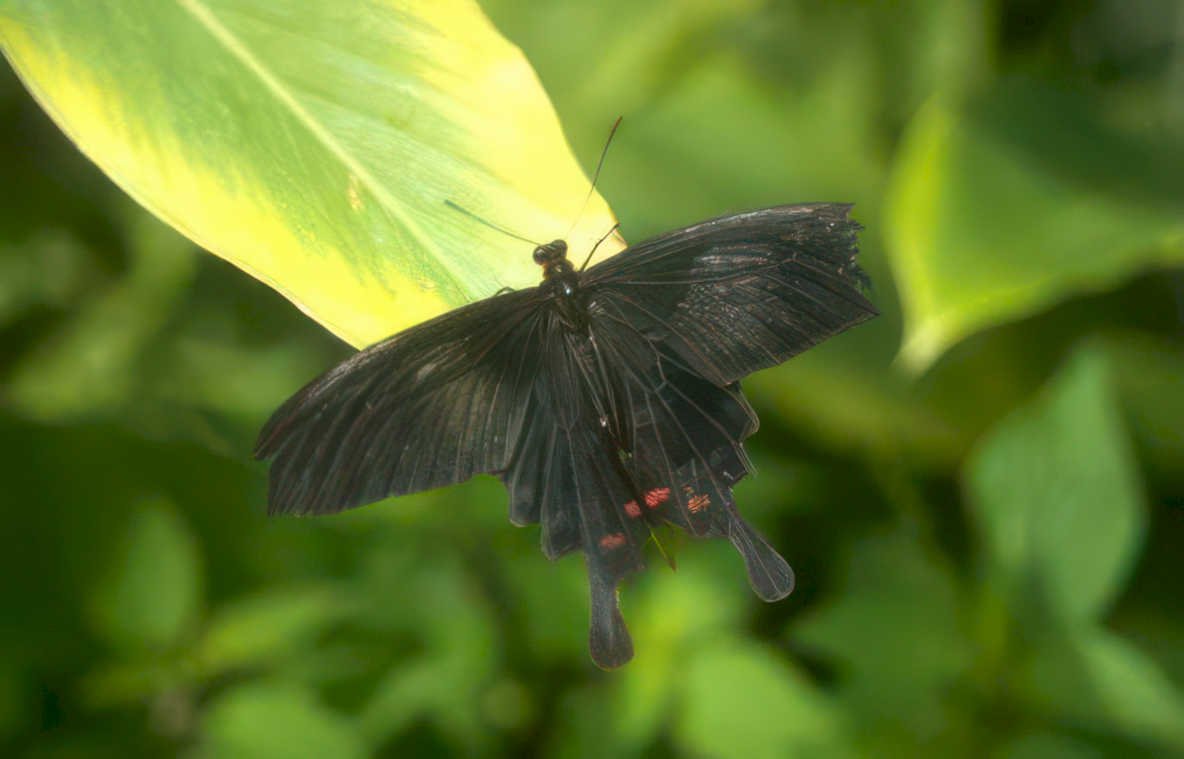 swallowtail butterfly leaf Vintage A4 Photo Print
