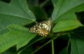 swallowtail butterfly wings Vintage A4 Photo Print