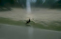 swamp reflection bird Vintage A4 Photo Print