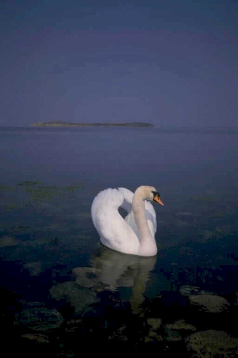 swan reflection lake1980s 1990s A4 Photo Print