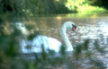 swan waterfowl lakeside Vintage A4 Photo Print