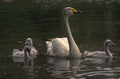 swans cygnets lake 1980s 1990s A4 Photo Print
