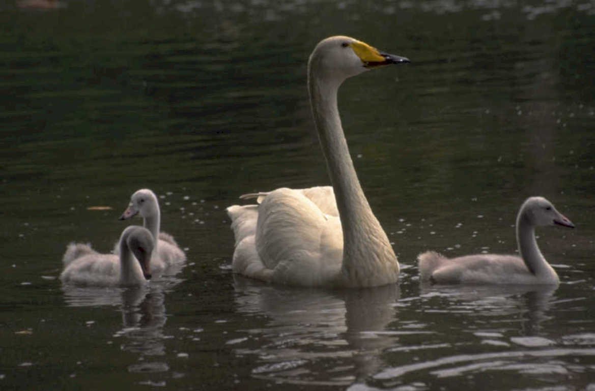 swans cygnets lake 1980s 1990s A4 Photo Print