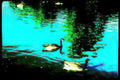 swans lake reflection Vintage A4 Photo Print