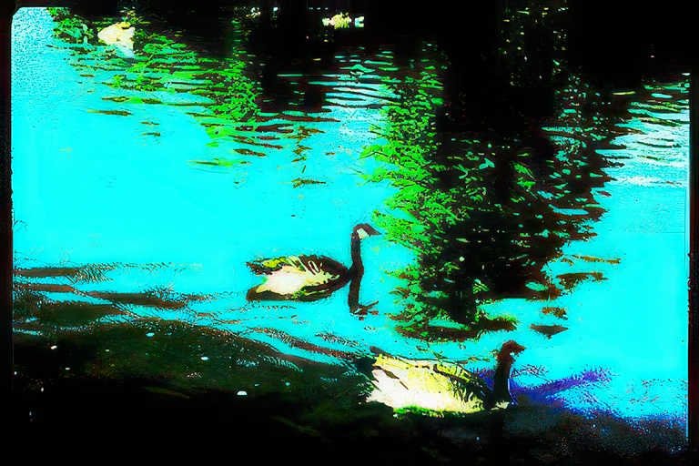 swans lake reflection Vintage A4 Photo Print