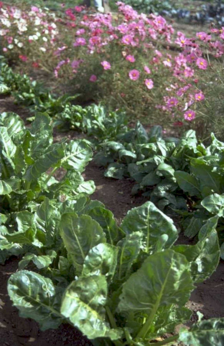 swiss chard cosmos 1980s 1990s A4 Photo Print