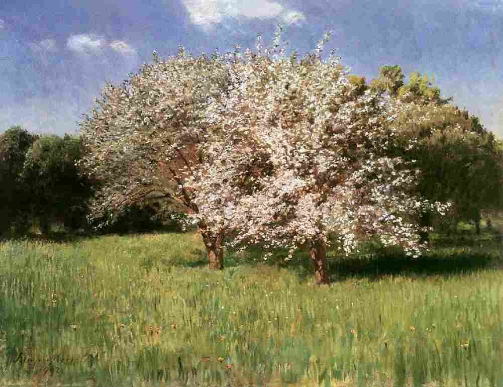 szi Blooming Apple Trees Art A4 Photo Print