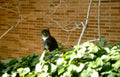 tabby cat brickwall Vintage A4 Photo Print