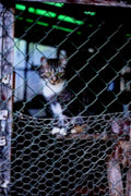 tabby cat cage1980s 1990s A4 Photo Print