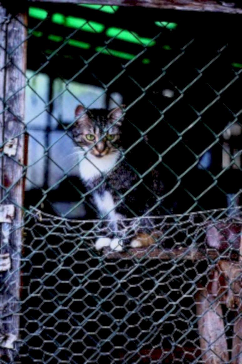 tabby cat cage1980s 1990s A4 Photo Print