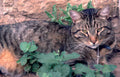 tabbycatpurslaneoutdoor Vintage A4 Photo Print