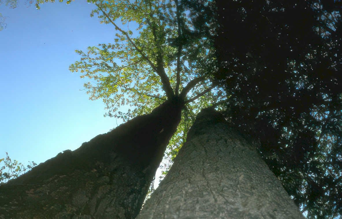 tall beech tree Vintage A4 Photo Print