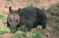 tamandua anteater grass Vintage A4 Photo Print