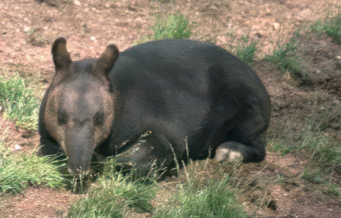 tamandua anteater grass Vintage A4 Photo Print