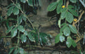 tanager palmetum stream Vintage A4 Photo Print