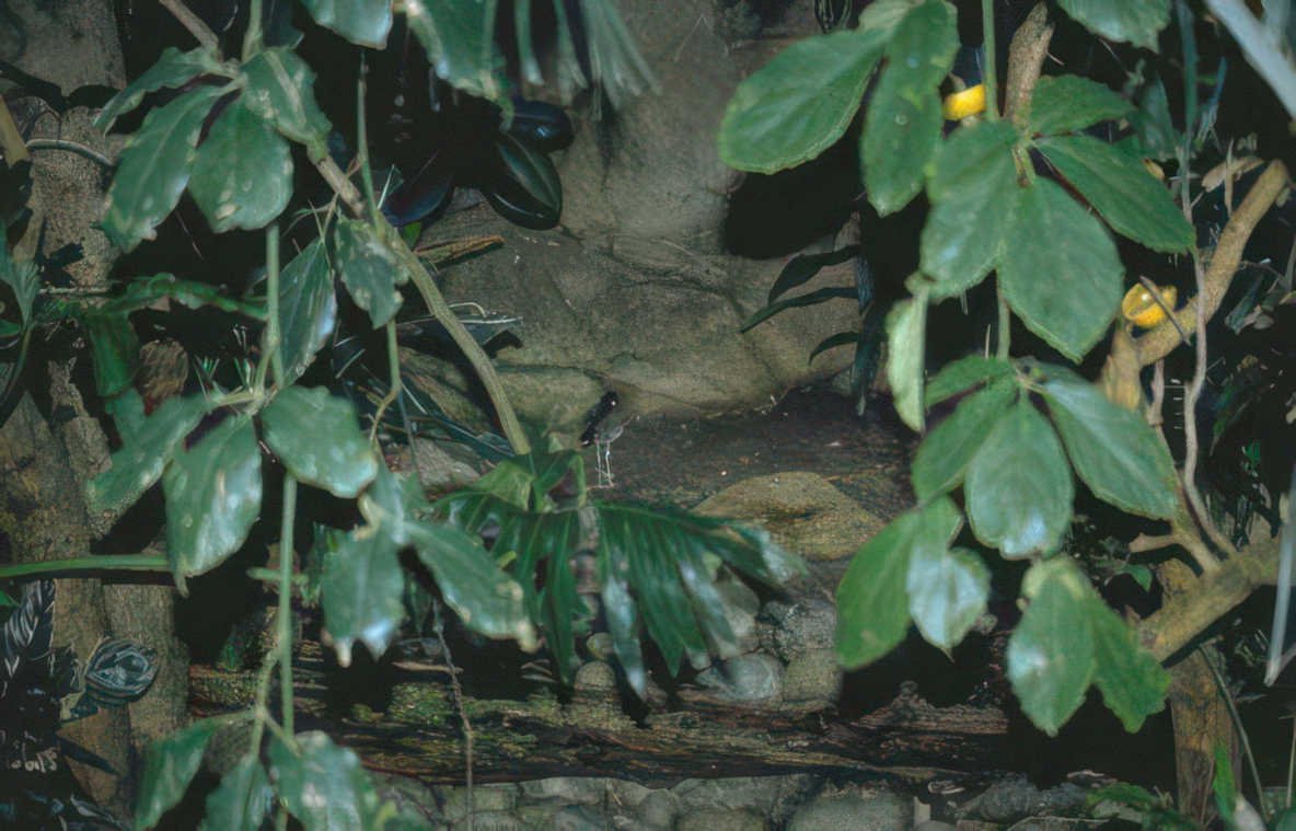 tanager palmetum stream Vintage A4 Photo Print