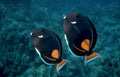 tang fish reef Vintage A4 Photo Print