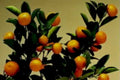 tangerine tree closeup1980s 1990s A4 Photo Print