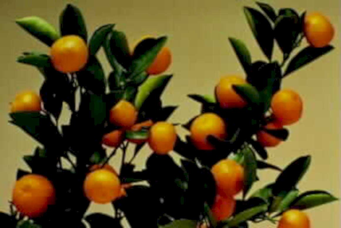 tangerine tree closeup1980s 1990s A4 Photo Print