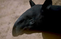 tapir headshot close Vintage A4 Photo Print