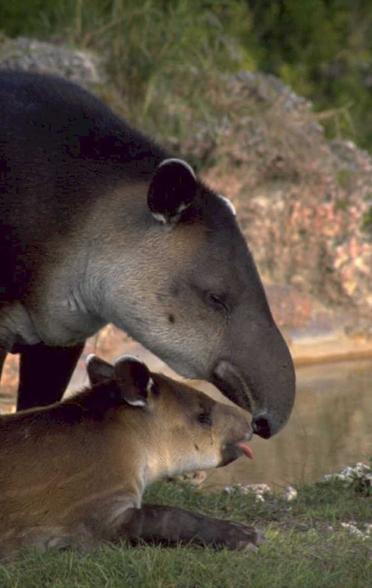 tapirs riverbank interaction 1980s 1990s A4 Photo Print