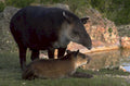 tapirs water source 1980s 1990s A4 Photo Print