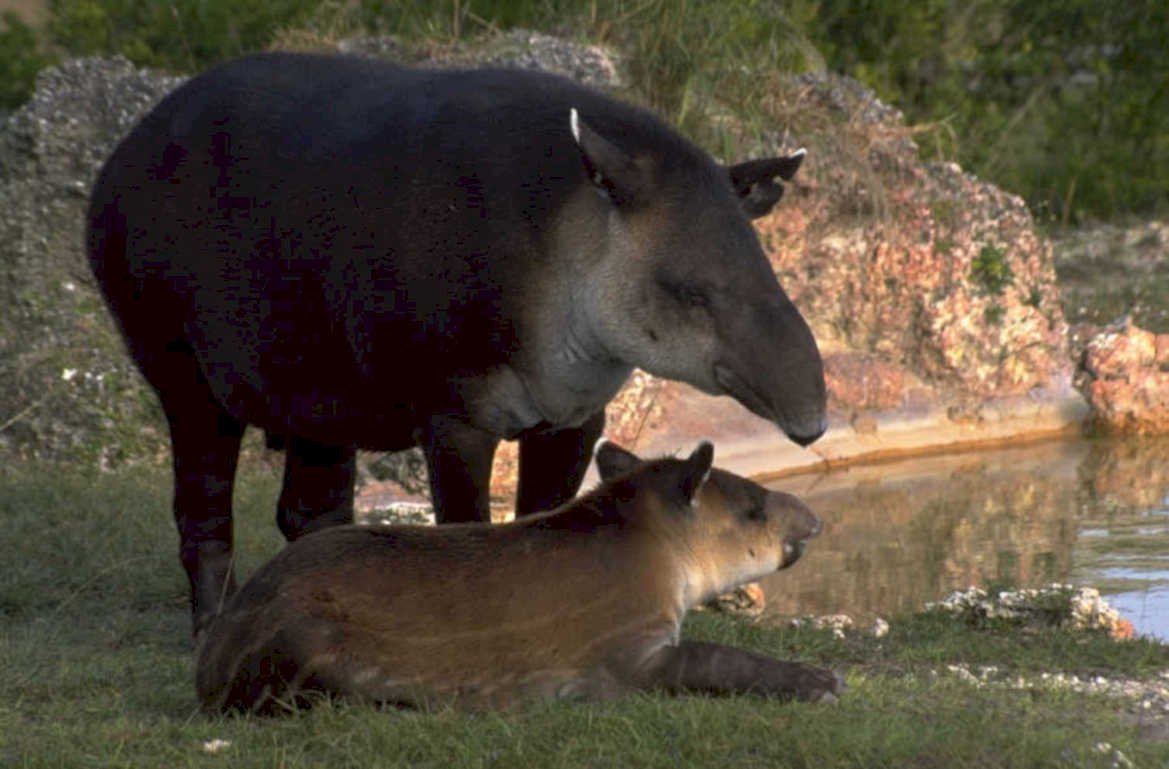 tapirs water source 1980s 1990s A4 Photo Print