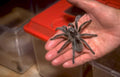 tarantula terrarium legs Vintage A4 Photo Print
