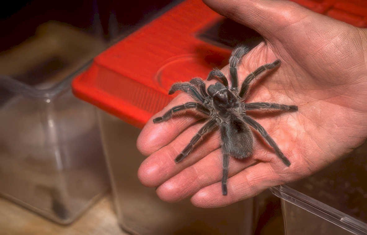tarantula terrarium legs Vintage A4 Photo Print