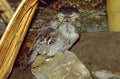 tawny owl nest 1980s 1990s A4 Photo Print