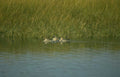teal ducks bayou Vintage A4 Photo Print